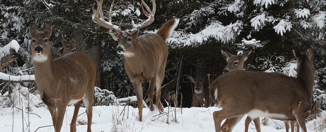 United Deer Farmers of Michigan